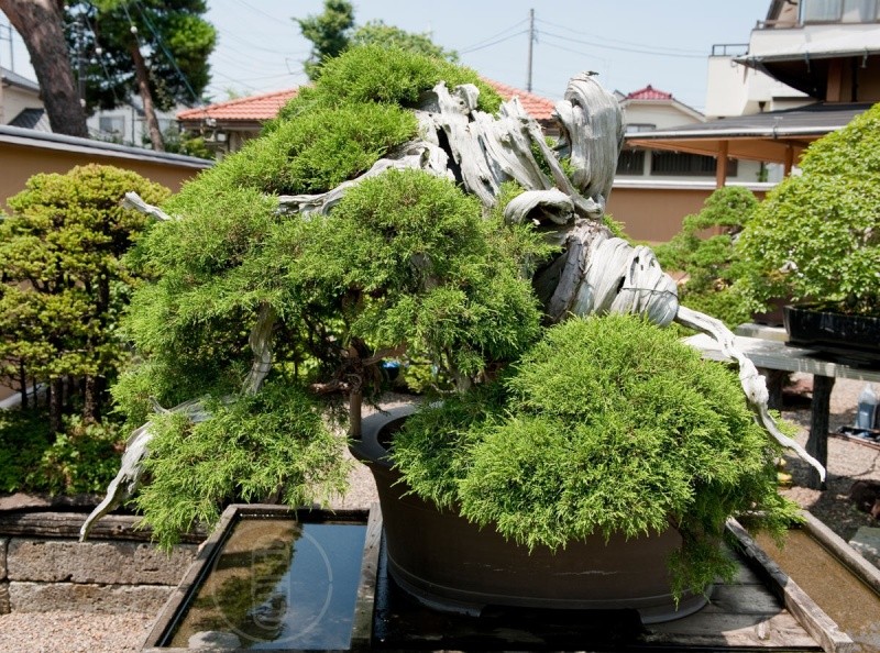 oldest bonsai