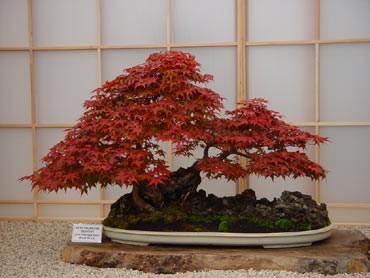 Japanese Bonsai on Technorati Tags  Bonsai   Grow A Bonsai   Japanese Maple   Seedling