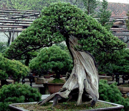 oldest bonsai