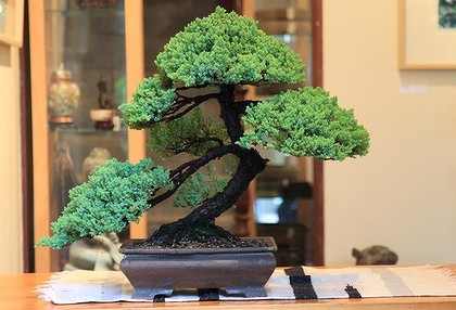 Tips On Buying Bonsai