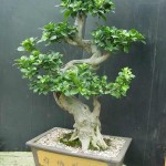 ficus-ginseng-care-tips