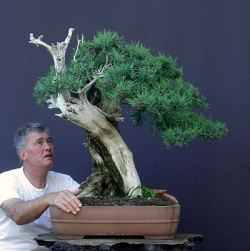 500 year old juniper bonasi