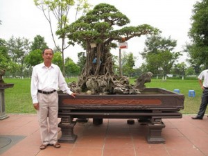 6million dollar ficus ginseng