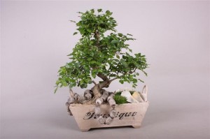 bonsai ginseng