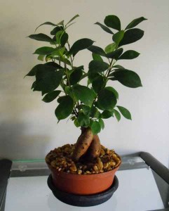 What To Do When You First Purchase Bonsai Ginseng
