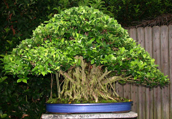 Ficus Bonsai Tree on Bonsai Pictures     Ficus Ginseng   Bonsai Ginseng