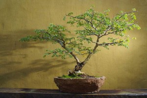 Acacia Bonsai