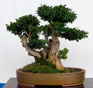 buxus bonsai