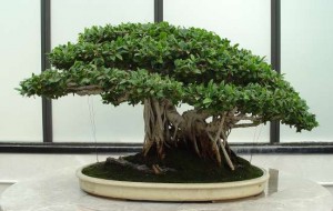 Ficus Ginseng Multiple Trunk Form