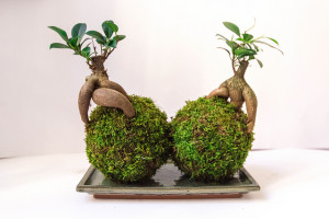 bonsai ficus pair kokedama