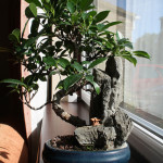 ficus ginseng 