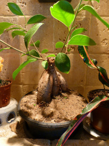 ginseng ficus bonsai