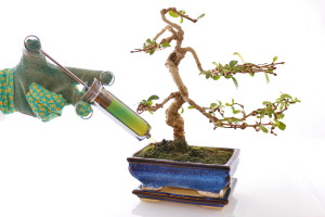 What causes a bonsai tree to lose leaves?