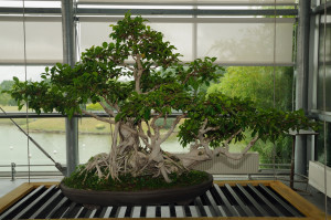 figuier bonsaï (ficus retusa)