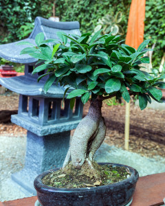 bonsia tree in a ceramic pot.