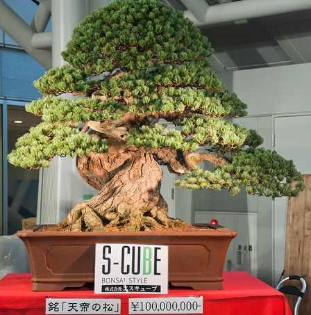 300 year old bonsai investment